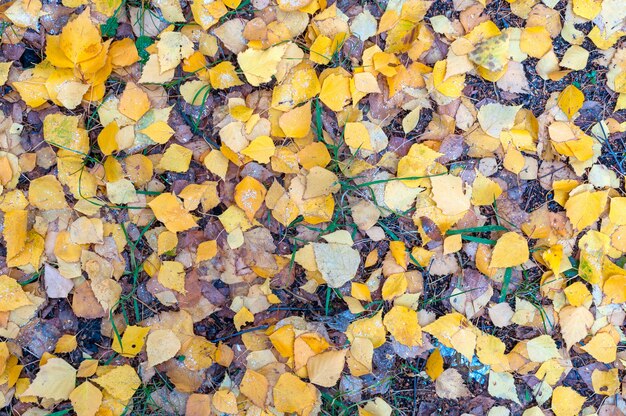 Les feuilles d'automne jaunes se trouvent sur l'herbe verte