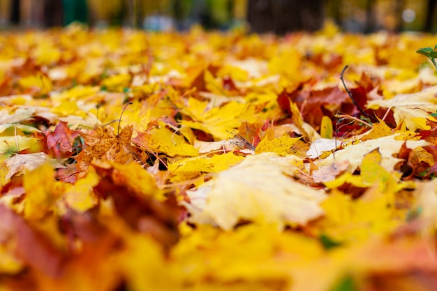 Feuilles d'automne jaunes sur le sol. Feuilles d'automne rouges et oranges.