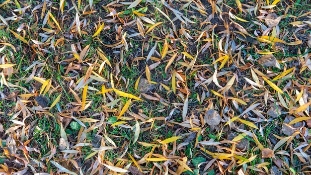 Feuilles d'automne jaunes sur le sol.