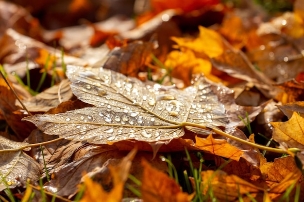 Feuilles d'automne jaunes trempées de gouttes de pluie sur le sol humide