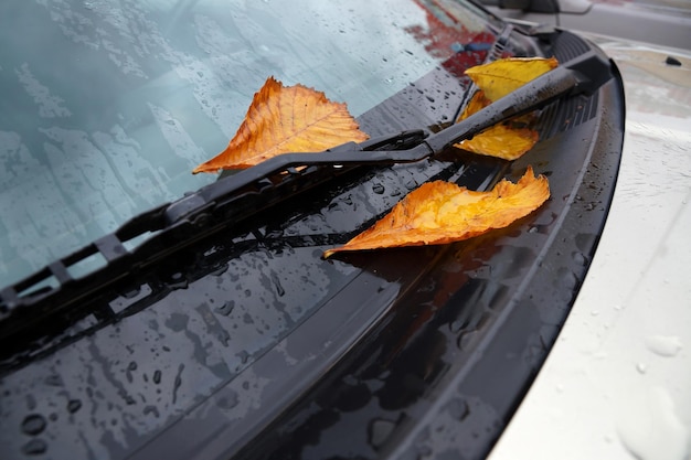 Feuilles d'automne jaunes sur une voiture