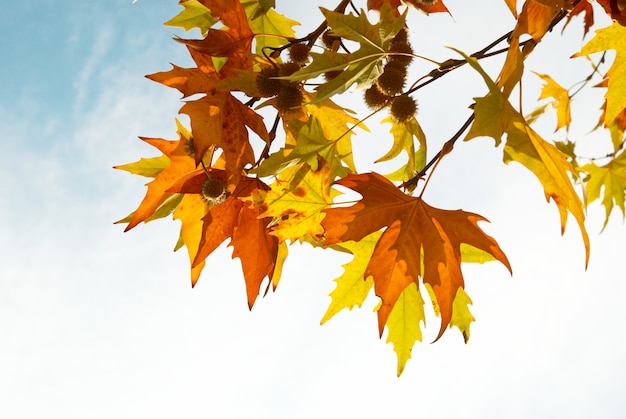 Feuilles d'automne jaunes.