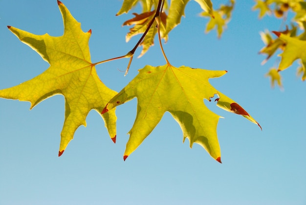 Feuilles d'automne jaunes.