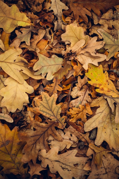 Feuilles d'automne jaunes