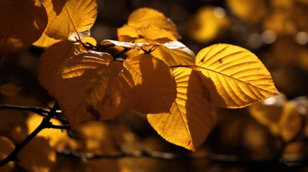 Feuilles d'automne jaunes