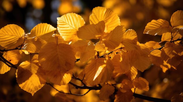 Feuilles d'automne jaunes