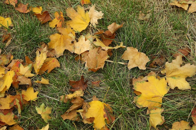 Feuilles d'automne jaunies allongées sur l'herbe verte
