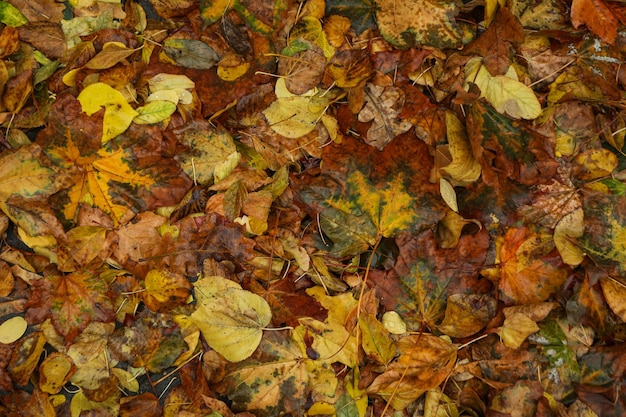 Feuilles d'automne jaunies sur la route