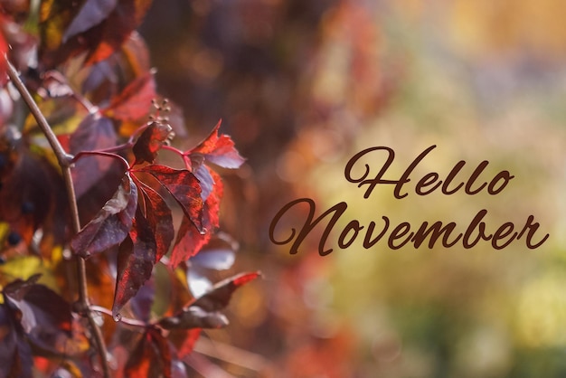 Feuilles d'automne sur une journée ensoleillée Fond de nature naturelle avec une inscription en anglais Hello November