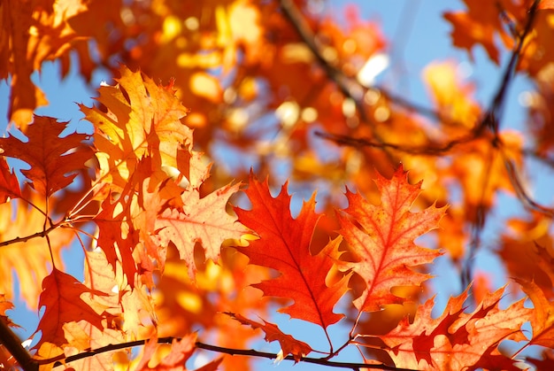 Feuilles d'automne en journée ensoleillée