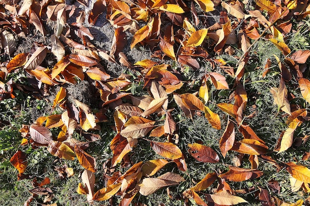 Feuilles d'automne lumineuses en forêt.