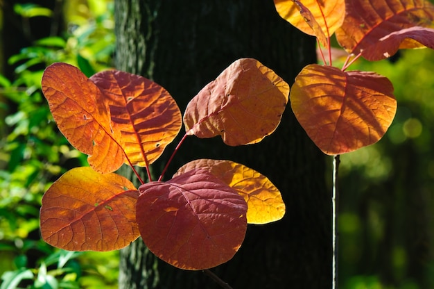 Feuilles d&#39;automne lumineux sur la branche d&#39;arbre