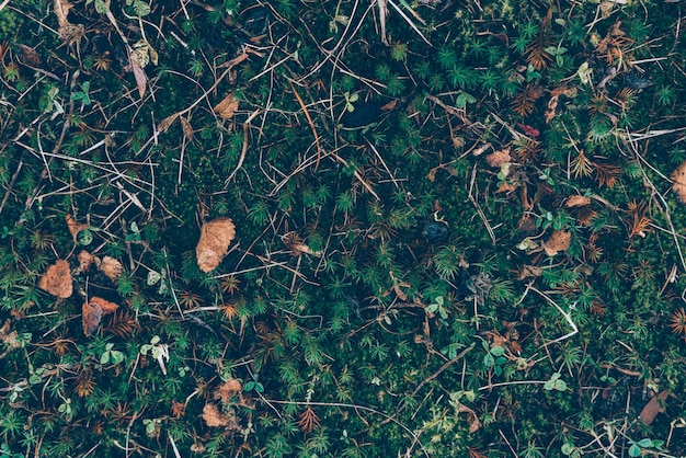 Photo feuilles d'automne et motif d'herbe, monochrome classique sombre art sombre de mauvaise humeur floral