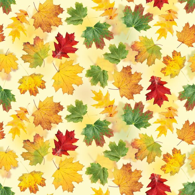 Feuilles d&#39;automne Motif sans couture