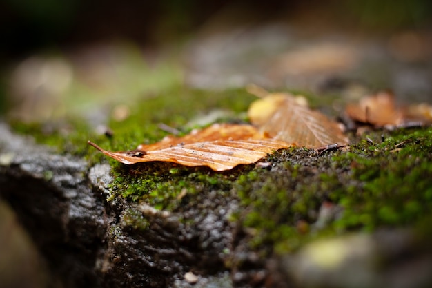 feuilles d'automne sur mousse verte