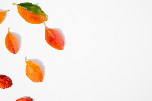 Feuilles d'automne multicolores sur fond blanc avec un espace réservé au texte Affiche bannière publicitaire