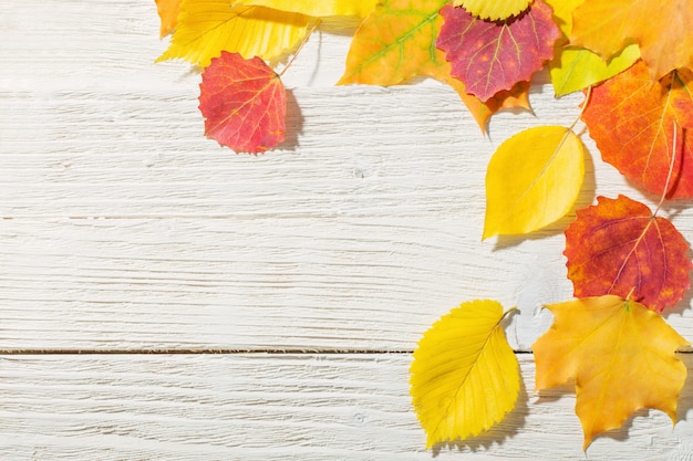 Feuilles d'automne sur un mur en bois blanc