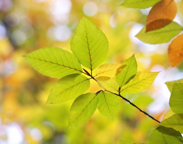 Photo feuilles d'automne nature