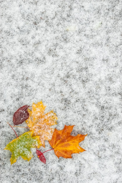 Photo feuilles d'automne sur la neige, fond saisonnier