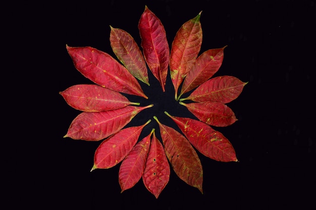 Photo feuilles d'automne sur l'obscurité