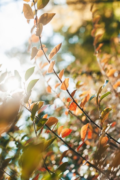 Feuilles d'automne orange sur un buisson