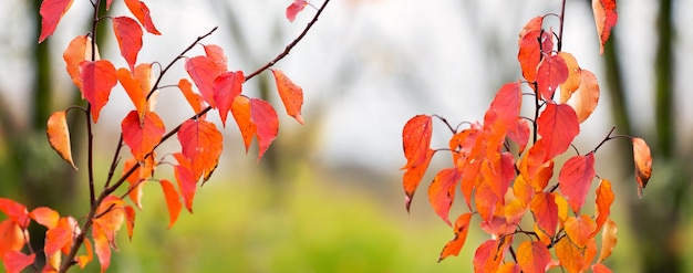 Feuilles d'automne orange et rouges sur une branche d'arbre en automne