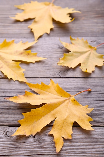 Feuilles d'automne orange sur une table grise. Jour de Thanksgiving