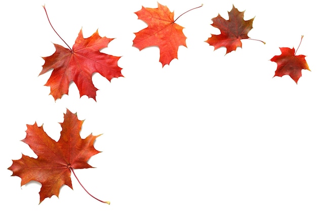 Feuilles d'automne orange tombant isolé sur fond blanc