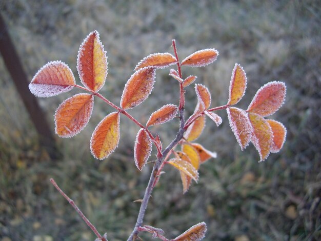 Les feuilles d'automne des plantes et des fruits en cas de gel