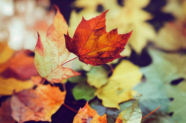 feuilles d'automne plantes modèles fond d'écran