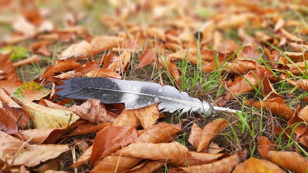 Photo feuilles d'automne et plume