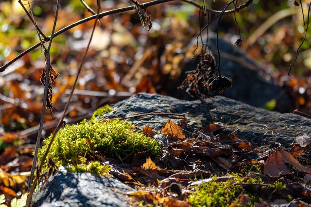 Feuilles d'automne posées sur une pierre parmi la mousse au soleil