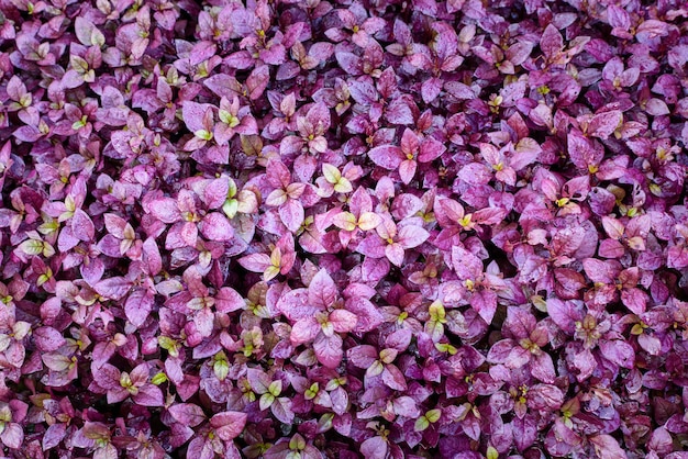 Feuilles d&#39;automne pourpre dans le jardin