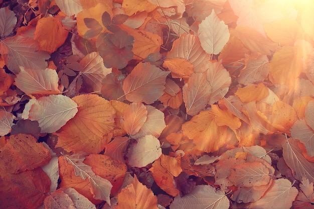 feuilles d'automne rayons de soleil fond / fond de jour d'automne ensoleillé, belles feuilles d'automne au soleil