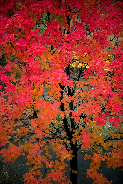 Feuilles d'automne et rouge vif sur un arbre