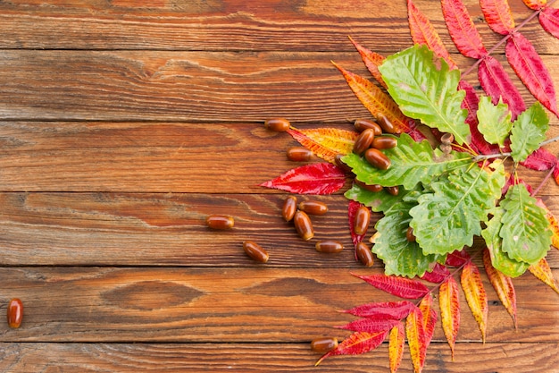 Feuilles d'automne rouge vif, jaune, vert et glands de chêne