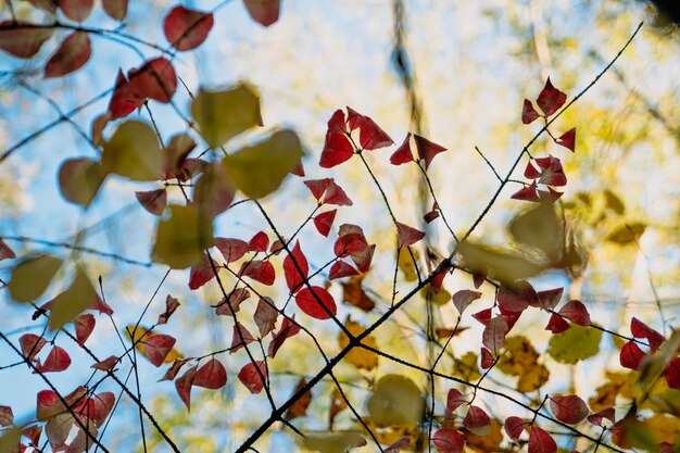 Feuilles d'automne rouges. Arbre d'automne.