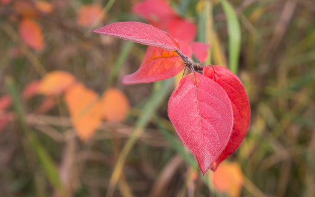 Feuilles d'automne rouges sur une branche d'arbre. Automne lumineux dans la nature