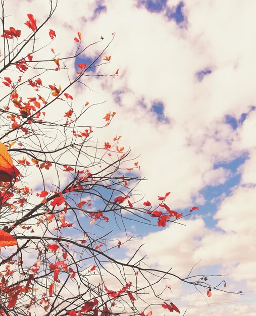 Photo feuilles d'automne rouges et brunchs d'arbres sur fond de ciel bleu