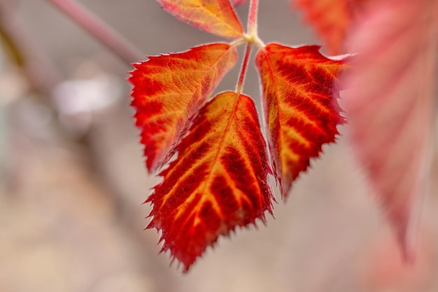 Feuilles d'automne rouges sur des buissons de mûres sur un arrière-plan flou