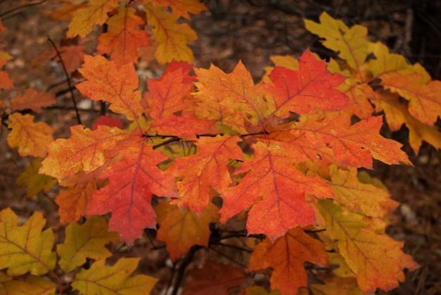 Feuilles d'automne rouges. Chêne canadien.