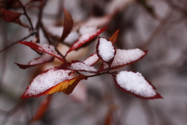 Feuilles d'automne rouges dans la première neige blanche pelucheuse