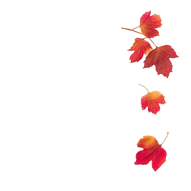 Feuilles d'automne rouges sur fond blanc