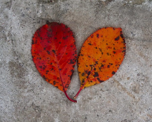 Feuilles d'automne rouges sur fond de pierre