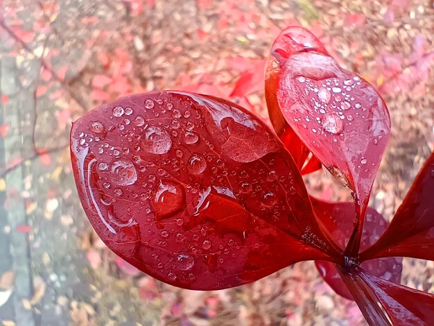 Feuilles d'automne rouges avec une goutte d'eau en jour de pluie