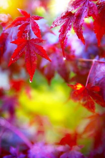 Les feuilles d'automne rouges et humides