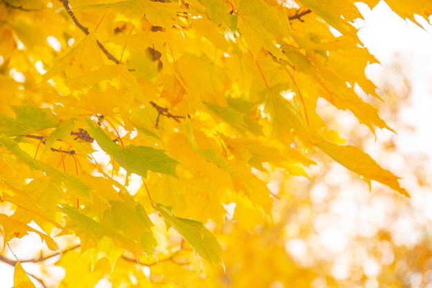 feuilles d'automne rouges et jaunes sur les branches des arbres