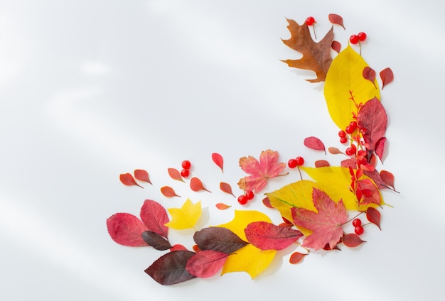 Photo feuilles d'automne rouges et jaunes sur fond blanc