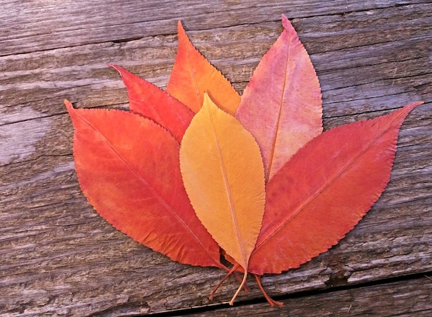 Feuilles d'automne rouges et jaunes sur un fond en bois