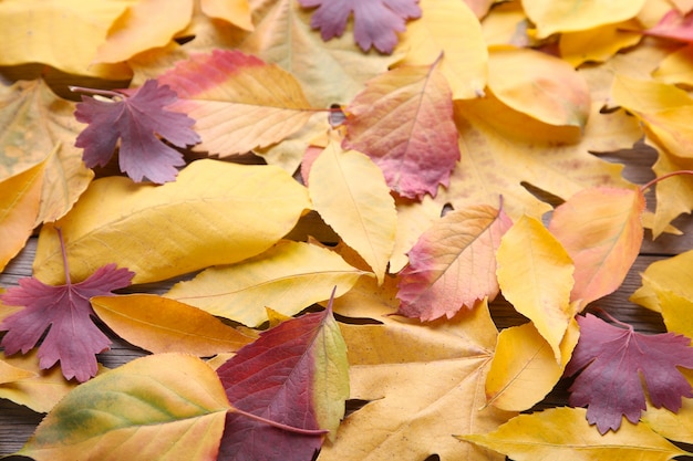 Feuilles D'automne Rouges Et Oranges